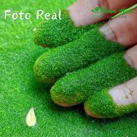Gambar Bibit wolffia super wolfia 500gram super Murah pakan Burayak,larva,ikan, unggas dan Ternak - Fresh Green, 100gram dari Zamzam Farm undefined 1 Tokopedia