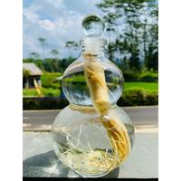 Gambar Botol ginseng unik labu 500ml + ginseng dari Ami Ginseng Shop undefined 1 Tokopedia