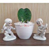 Gambar Lidah Mertua Sansevieria Sansivera Sansiviera Sensiviera Masoniana Giant Centong Jumbo  10-15 CM dari OMC-Shop undefined 3 Tokopedia