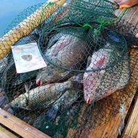 Gambar umpan ikan nila si leker 100gram umpan nila paling jitu untuk mancing di danau dari mancing store 86 undefined 3 Tokopedia