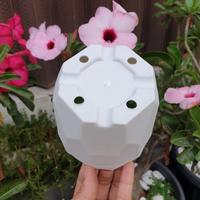 Gambar POT PERMATA 12 Pot bunga model diamond Pot bagus Pot cantik Pot murah dari Angkasa Pot undefined 3 Tokopedia