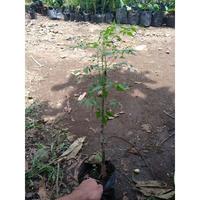 Gambar Bibit Pohon Kayu Mindi Renceh Gringging Akra Cikri - Stok Terbatas dari Tani Bibit Store undefined 3 Tokopedia
