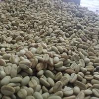 Gambar Bibit Kopi Arabika Ateng Super Pucuk Hijau Asli 1kg - Benih Biji Kopi Siap Semai - Pohon - - dari Muger Coffee seeds undefined 2 Tokopedia