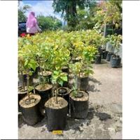 Gambar BIBIT BOUGENVILLE BONSAI 1 POHON 5 WARNA//BUNGA KERTAS BUGENVIL - BBB6 dari floraornamental undefined 3 Tokopedia