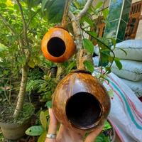 Gambar Glodok Batok Kelapa Rumah Tempat Tidur Burung Gantung dari SORVERNIRSHOP_NEW undefined 2 Tokopedia