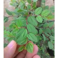 Gambar ( BISA COD ) PROMO! Tanaman Bidara Arab Asli Tinggi 35-45'Cm Pohon Bidara Arab / Tanaman Bidara Berkhasiat Daun Bidara Arab Tanaman Hidup Daun Bidara Arab Pohon Bidara Arab Bibit Bunga Media Jam Filter Pot - Tinggi 35-40cm dari LarasFloraa undefined 3 Tokopedia