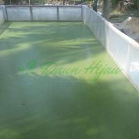 Gambar Bibit wolffia super wolfia 500gram super Murah pakan Burayak,larva,ikan, unggas dan Ternak - Fresh Green, 100gram dari Zamzam Farm undefined 3 Tokopedia
