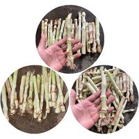 Gambar Bibit Rumput GAJAH ODOT PENDEK 1 kg isi 20-30 batang-kualitas terbaik untuk pakan ternak domba, kambing, sapi dan unggas dari Tanaman Hias dan Herbal_NEW undefined 2 Tokopedia