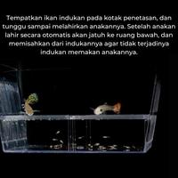 Gambar Breeder Breeding Box Kotak Pemisah Karantina Ikan Cupang Guppy Molly - Kotak Kecil, Standar dari Atomara Gear undefined 4 Tokopedia