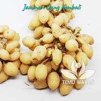 Gambar Kunyit Putih Segar 1kg - Asli Gunung Kidul dari Temu Waras undefined 1 Tokopedia