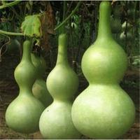 Gambar 2 Benih Labu Botol - Bibit Buah Benih Buah Sayur - Not Specified dari Sri tani Mulyo Benih seribuan undefined 3 Tokopedia