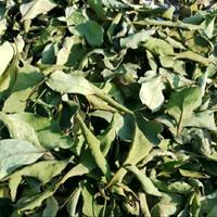Gambar DAUN BENALU JAMBU MONYET/MEDE/MENTE KERING 1000 GRAM - - dari TOPP SELLER undefined 4 Tokopedia