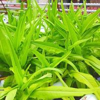 Gambar Benih Seribuan - 100 Biji Benih Bibit Selada Siomak Wangi dari OkeGreenShop_NEW undefined 2 Tokopedia