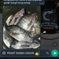 Gambar Paket Essen Ikan Mujair Babon Rame 10ml & 30gr Aroma Akar Wangi & Susu Sari Katilayu Serbuk Pengumpul Umpan Jitu Mancing Liar Kolam - Paket Essen Ikan Mujair Babon / Rame  dari Pusat Essen Gacor undefined 2 Tokopedia