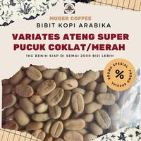 Gambar Benih Bibit kopi Arabika Ateng super pucuk coklat/merah 1kg. Benih Siap Semai dari Muger Coffee seeds undefined 1 Tokopedia