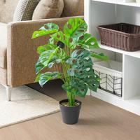 Gambar INFORMA TANAMAN ARTIFISIAL 70 CM MONSTERA ADANSONII L1 dari Informa Indonesia undefined 2 Tokopedia