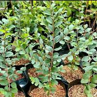 Gambar TANAMAN WIDARA ARAB / POHON BIDARA / TANAMAN HERBAL dari Ale.florist undefined 3 Tokopedia