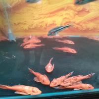 Gambar IKAN GIBICEP SAPU SAPU ALBINO dari Cuancuan Aquatic undefined 2 Tokopedia