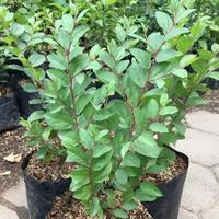 Gambar ( BISA COD ) PROMO! Tanaman Bidara Arab Asli Tinggi 35-45'Cm Pohon Bidara Arab / Tanaman Bidara Berkhasiat Daun Bidara Arab Tanaman Hidup Daun Bidara Arab Pohon Bidara Arab Bibit Bunga Media Jam Filter Pot - Tinggi 35-40cm dari LarasFloraa undefined 1 Tokopedia