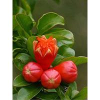 Gambar Bibit Tanaman Delima Mini Merah Unggul - Delima Merah Mini Cepat Berbuah - Tabulampot Delima - Kebun Rumah Buah Merah dari Tukang Kebunmu undefined 2 Tokopedia