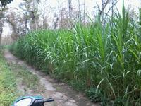 Gambar rumput gajah king grass taiwan atau kolonjono dari rumput gajah mini 10rb undefined 5 Tokopedia