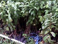Gambar POHON SIRSAK HIDUP (Daun, Kulit Batang, Batang Pohon, Akar) dari Rumah Tasikmalaya undefined 1 Tokopedia