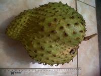 Gambar BUAH SIRSAK dari tokobmg undefined 3 Tokopedia