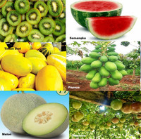 Gambar Paket Hemat Benih Buah isi 6 Jenis Grow Your Own Fruit Easy To Grow dari amefurashi undefined 1 Tokopedia