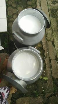 Gambar PROMO AKHIR TAHUN Susu Sapi Murni (MENTAH) 1 Liter dari FarmMilk undefined 5 Tokopedia