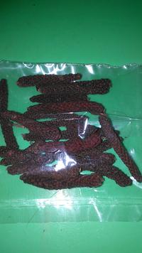 Gambar cabe jawa 100gram dari Bee growth undefined 2 Tokopedia