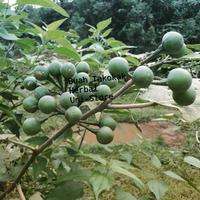 Gambar 100 Gram (isi lebih banyak) Buah Takokak/Tekokak Segar dari UNISTORE165 undefined 1 Tokopedia