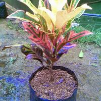 Gambar Tanaman hias Puring jet dari MAHKOTA BUNGA FLORA undefined 3 Tokopedia