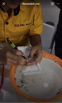 Gambar Kursus Pencucian Sarang Burung Walet dari PT. Koloni Walet Indonesia undefined 1 Tokopedia