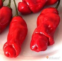 Gambar Benih / Biji Cabe Hias Cabe Porno Cabai Red Peter Willies Pepper dari Insignia Store undefined 1 Tokopedia
