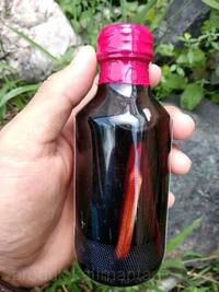 Gambar PAKET MURAH. GROSIR 4 BOTOL MINYAK GOSOK/PIJAT. MINYAK GOSOK DAYAK. MINYAK GOSOK BURUNG BUBUT. MINYAK GOSOK AKAR LAWANG. MINYAK GOSOK SERAI. MINYAK GOSOK ASLI KALIMANTAN Minyak Pijat - -, - dari BUDAYA KALIMANTAN undefined 3 Tokopedia