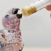 Gambar SUNTIKAN SPET WADAH PAKAN LOLOHAN ANAKAN PIYIK BAYI BURUNG 20 ML dari Helook shop undefined 3 Tokopedia