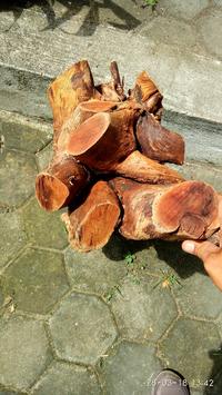 Gambar Kayu Secang Brahma Bagian Bonggol dan Batang bagus untuk interior dari Kaisarjaya260 undefined 4 Tokopedia