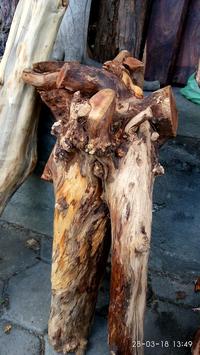 Gambar Kayu Secang Brahma Bagian Bonggol dan Batang bagus untuk interior dari Kaisarjaya260 undefined 1 Tokopedia
