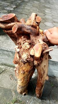 Gambar Kayu Secang Brahma Bagian Bonggol dan Batang bagus untuk interior dari Kaisarjaya260 undefined 3 Tokopedia
