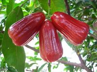 Gambar 3 butir biji benih buah jambu air merah darsono dari Nila May Reta undefined 1 Tokopedia