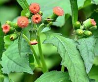 Gambar Terbaik DAUN SINTRONG GORENG 90gr dari Surgaherbal_NEW undefined 3 Tokopedia