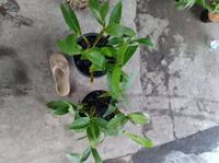 Gambar Anggrek Dendrobium Macrophyllum Sp Jawa dari JORDAN STOREE undefined 3 Tokopedia