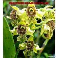 Gambar Anggrek Dendrobium Macrophyllum Sp Jawa dari JORDAN STOREE undefined 2 Tokopedia
