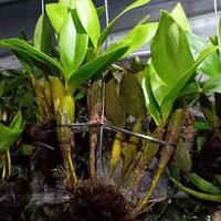 Gambar Anggrek Dendrobium Macrophyllum Sp Jawa dari JORDAN STOREE undefined 4 Tokopedia