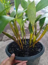 Gambar Anggrek Dendrobium Macrophyllum Sp Jawa dari JORDAN STOREE undefined 1 Tokopedia