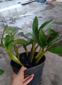 Gambar Anggrek Dendrobium Macrophyllum Sp Jawa dari JORDAN STOREE undefined 5 Tokopedia