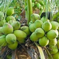 Gambar Buah Kelapa Muda - Buah Sejuta Manfaat dari kahiyang ayu store undefined 3 Tokopedia