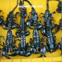 Gambar MINYAK KALAJENGKING OBAT KULIT GATAL KERING ..PANU-KADAS-KURAP DLL.. dari Empedu Ular Asli undefined 3 Tokopedia
