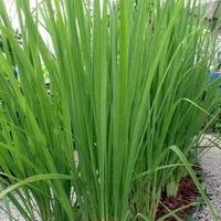 Gambar Serai Wangi Fresh Original 500 Gram dari Kampung Herbal Ind undefined 2 Tokopedia