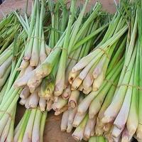 Gambar Serai Wangi Fresh Original 500 Gram dari Kampung Herbal Ind undefined 4 Tokopedia